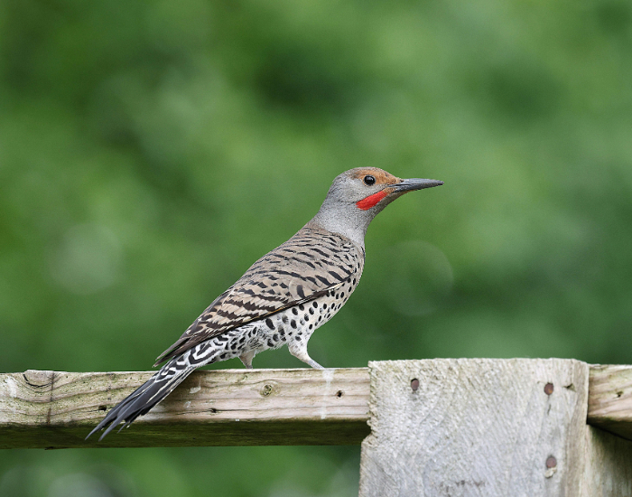 Northern-Flicker-Colaptes-auratus.webp Northern Flicker standing on a wooden balcony