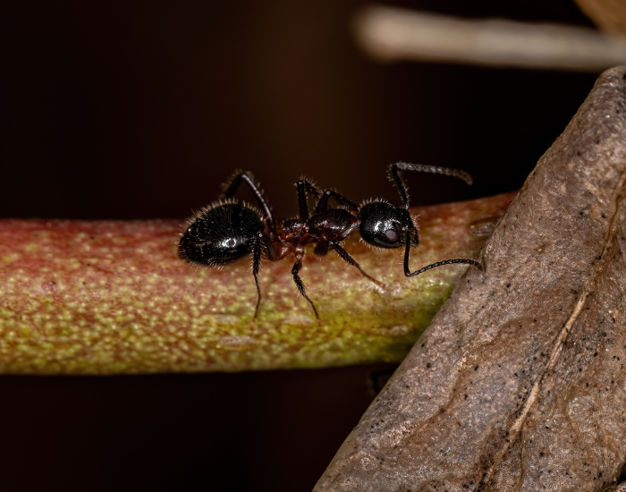  Odorous House Ant on a stem