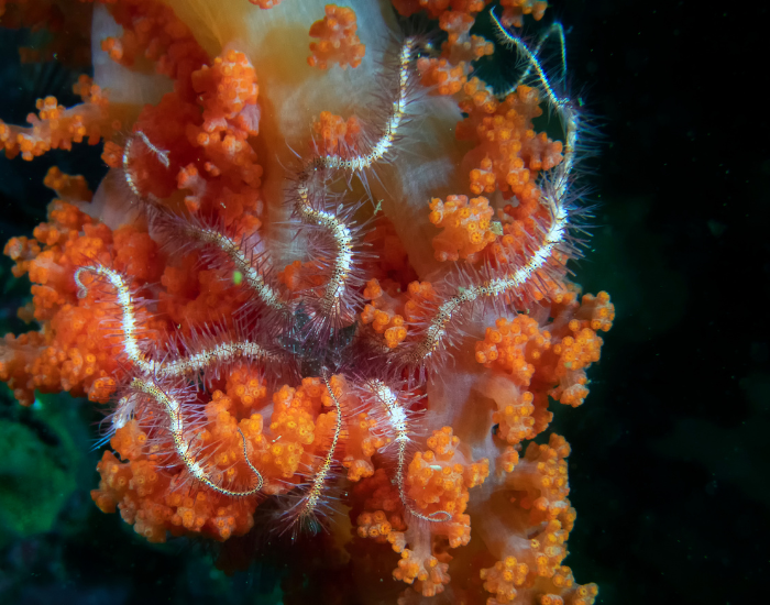 Ophiuroidea.webp brittle star underwater