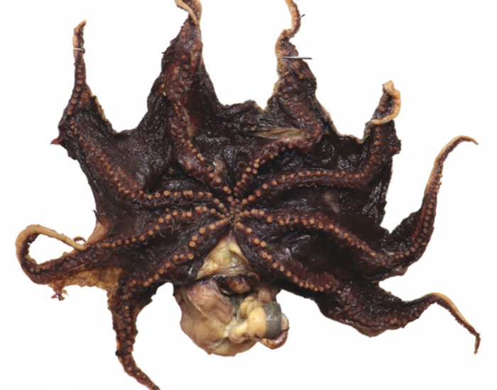 Opisthoteuthis_carnarvonensis.webp new species of octopus Opisthoteuthis carnarvonensis with white background