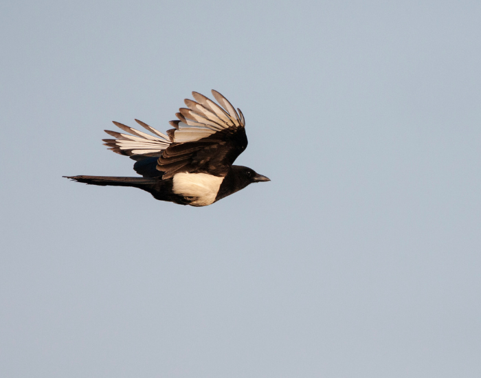 Oriental-Magpie-Pica-serica.webp Oriental Magpie flying in the wild