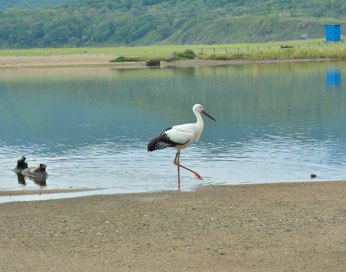 Oriental-Stork-Ciconia-boyciana.webp Oriental Stork walking in a lake beach