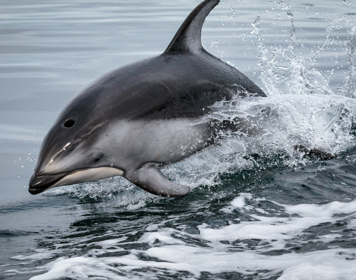 Pacific-White-Sided-Dolphin-Lagenorhynchus-obliquidens.webp Pacific White-Sided Dolphin jumoing breaching