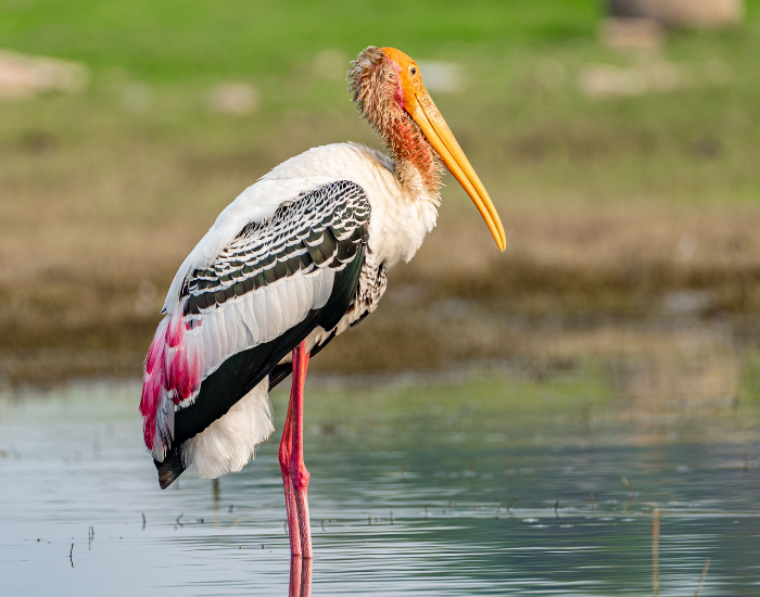 Painted-Stork-Mycteria-leucocephala.webp Painted Stork standing in its natural habitat in a wetland