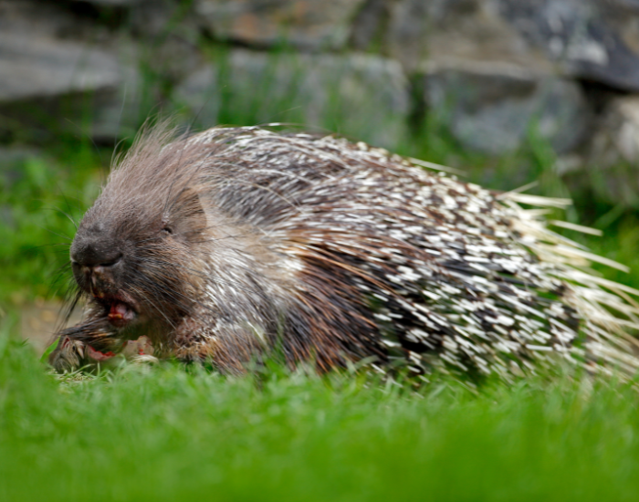 Palawan-Porcupine-Hystrix-pumila.webp Palawan Porcupine laying on grass