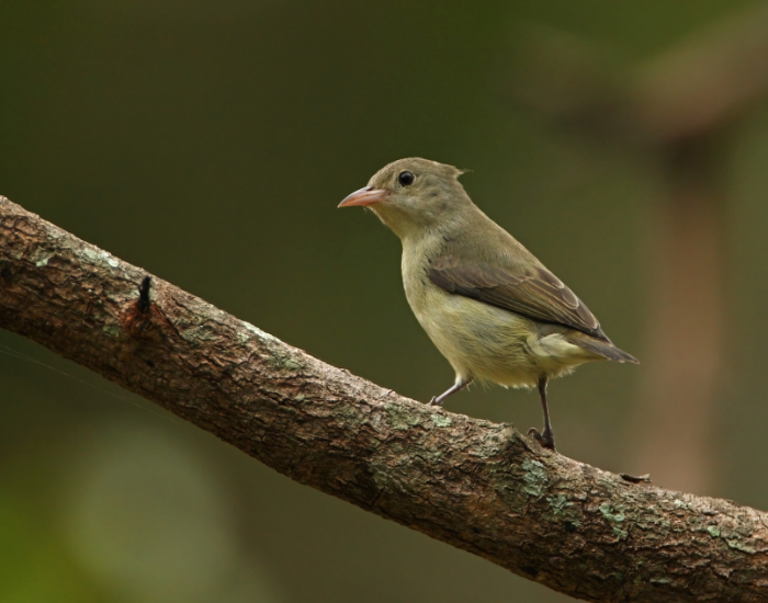 Pale-billed-Flowerpecker-Dicaeum-erythrorhynchos-2.webp Pale-billed Flowerpecker standing on a tree branch