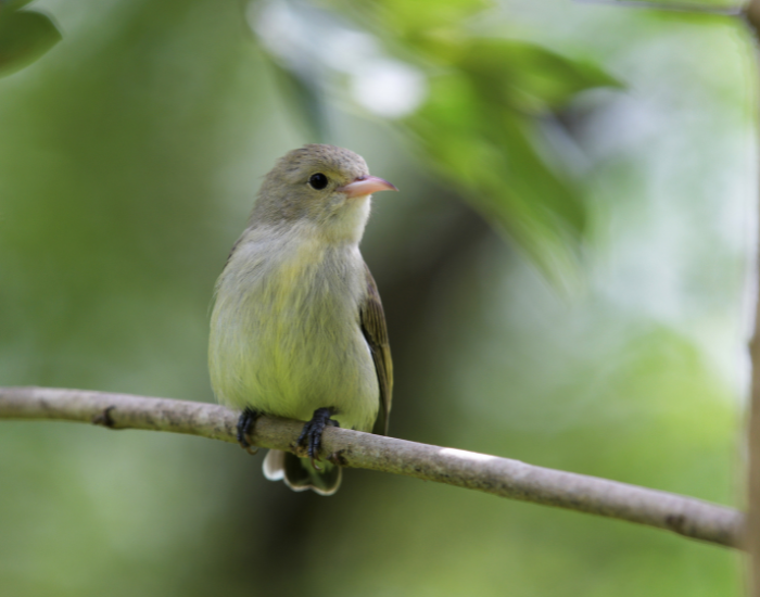 Pale-billed-Flowerpecker-Dicaeum-erythrorhynchos.webp Pale-billed Flowerpecker standing on a tree branch