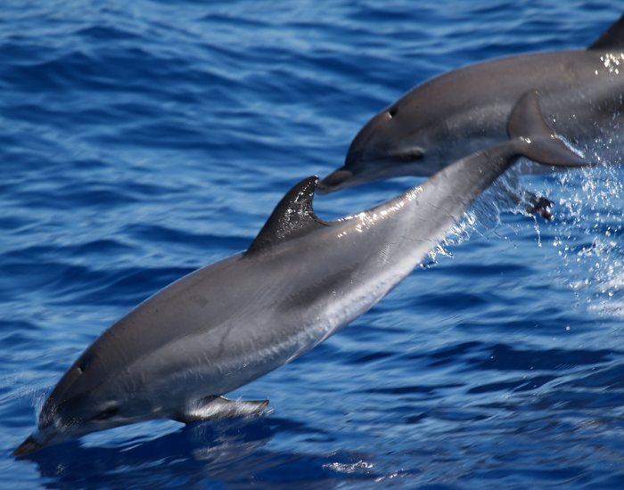 Pantropical-Spotted-Dolphin-Stenella-attenuata.webp two Pantropical Spotted Dolphin jumping swimming