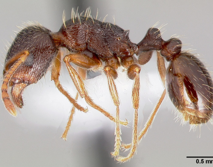 close up of a Pavement Ant