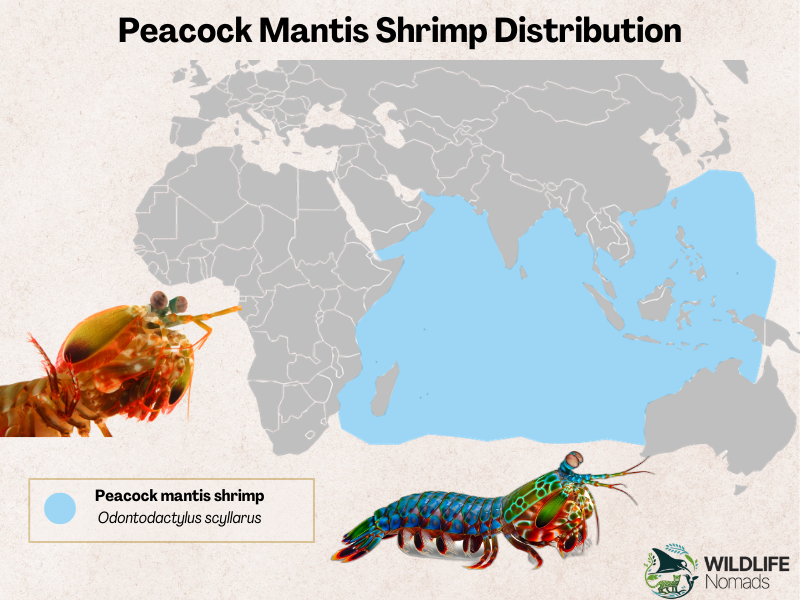 Peacock-Mantis-Shrimp-Distribution-map.webp Peacock Mantis Shrimp Distribution map showing the indo pacific