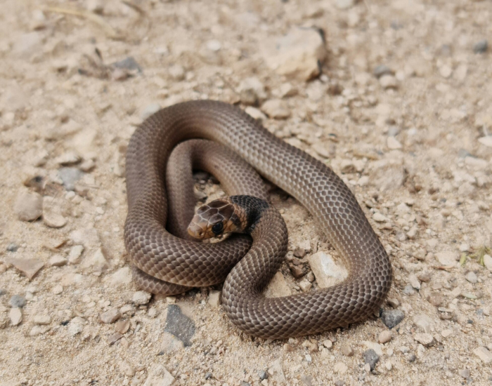 Peninsula-Brown-Snake.webp Peninsula Brown Snake on the ground