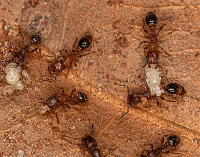 Pennant ants with larvae clos eup