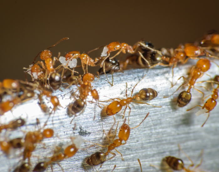 Pharaoh Ants walking