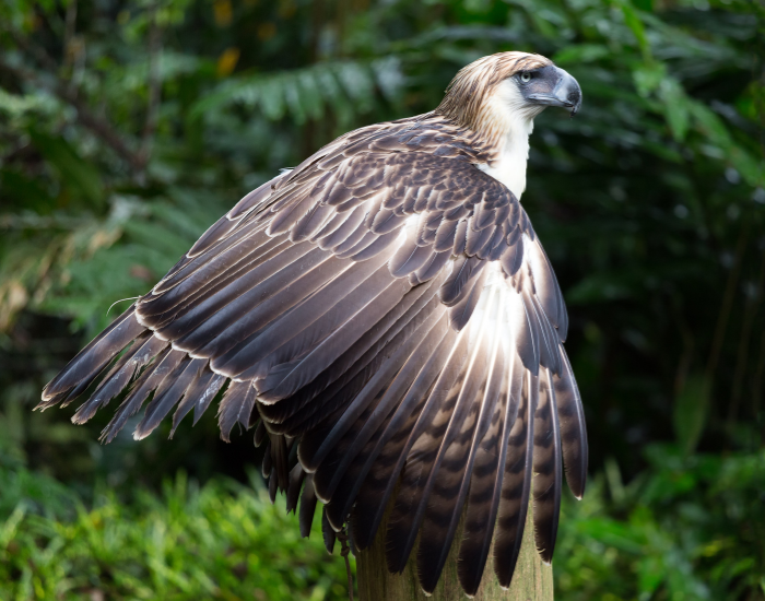 Philippine-Eagle-Pithecophaga-jefferyi.webp Philippine Eagle perched on a wooden pole