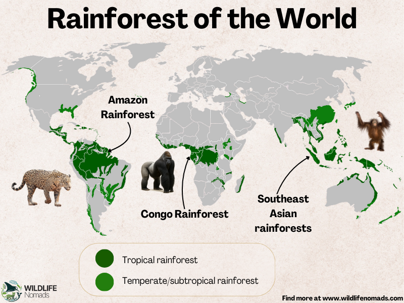 Rainforests-of-the-distribution-World-map.webp Rainforests of the distribution World map