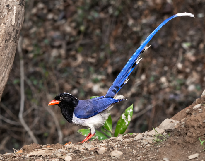 Red-Billed-Blue-Magpie-Urocissa-erythroryncha-2.webp Red-Billed Blue Magpie in the wild