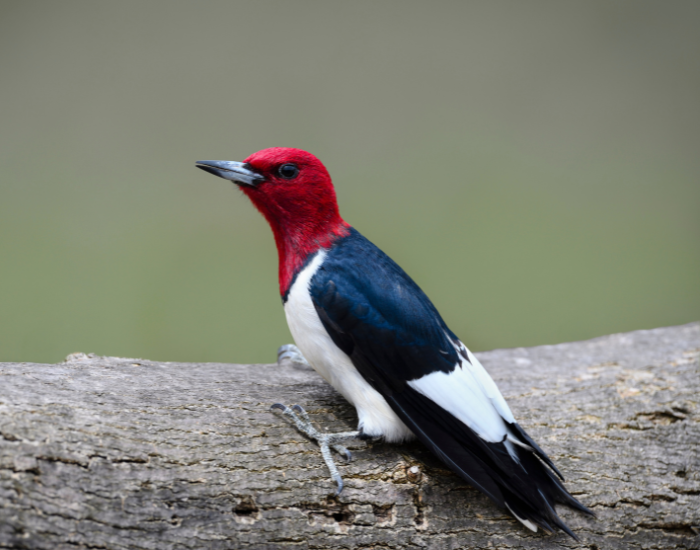 Red-Headed Woodpecker laying on a tree trunk