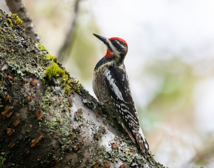 Red-Naped-Sapsucker-Sphyrapicus-nuchalis.webp Red-Naped Sapsucker resting on a tree