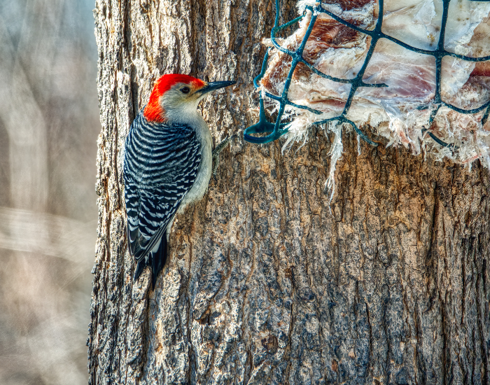 Red-bellied-Woodpecker-Melanerpes-carolinus.webp Red-bellied Woodpecker perched on a tree