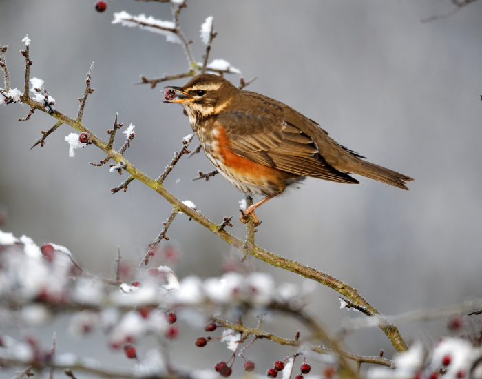Redwing-Turdus-iliacus.webp Redwing perched on a branch in winter