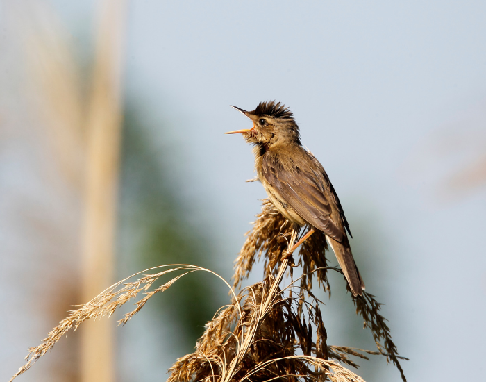 Reed-Warbler-Acrocephalus-scirpaceus.webp Reed Warbler singing