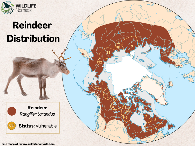 Reindeer-caribous-Distribution-map-by-wildlife-nomads.webp a map of the arctic showing the distribution of reindeers