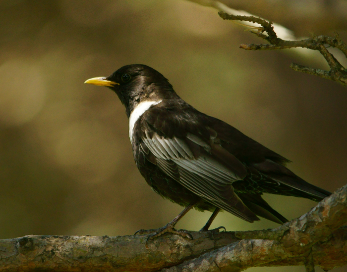 Ring-Ouzel-Turdus-torquatus.webp Ring Ouzel close up in its natural habitat
