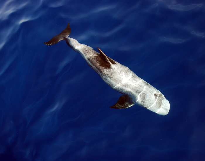 Rissos-Dolphin-Grampus-griseus.webp drone photo of a Risso's Dolphin