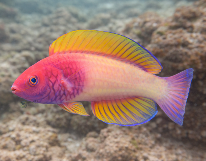 Rose-Veiled-Fairy-Wrasse-Cirrhilabrus-finifenmaa.webp Rose-Veiled Fairy Wrasse underwater ai illustration