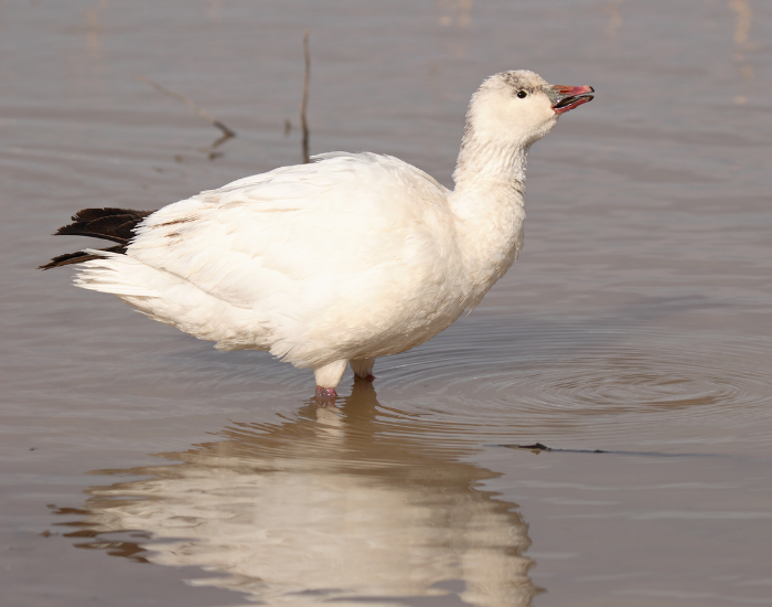 Rosss-goose.webp Ross's goose standing on water feeding