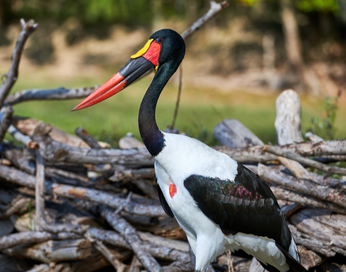 Saddle-billed-Stork-Ephippiorhynchus-senegalensis.webp Saddle-billed Stork close up