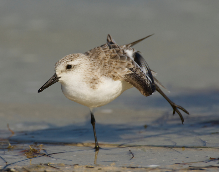 Sanderling-Calidris-alba.webp Sanderling close up on sand