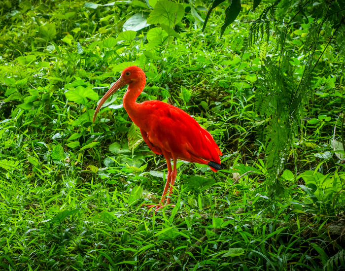 scarlet ibis in the wild among dense vegetation