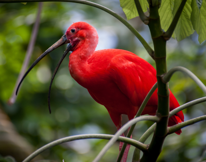 Scarlet Ibis in the wild