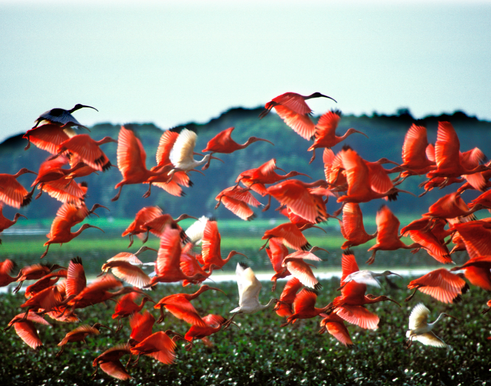 flock of scarlet ibis flying