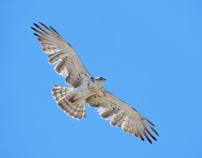 Short-Toed-Snake-Eagle-Circaetus-gallicus.webp Short-Toed Snake Eagle flying