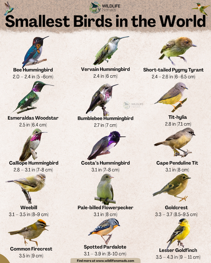 Smallest-Birds-in-the-World-infographic.webp Smallest Birds in the World infographic showing 15