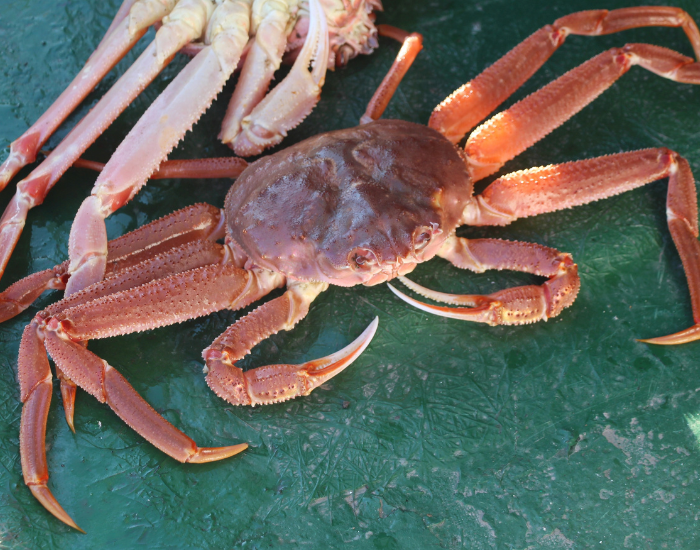 Snow-Crab-Chionoecetes-opilio.webp close up of a Snow Crab caught on a boat