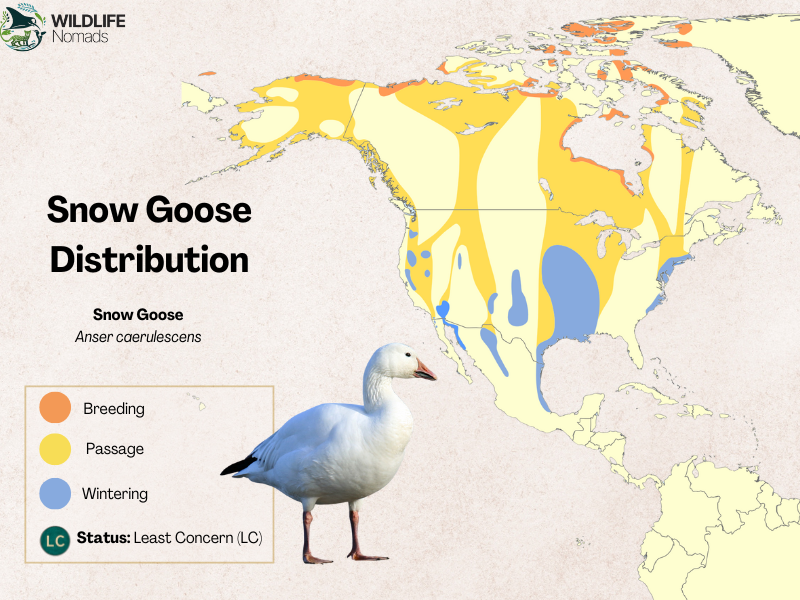 Snow-Goose-Distribution-map.webp Snow Goose Distribution map