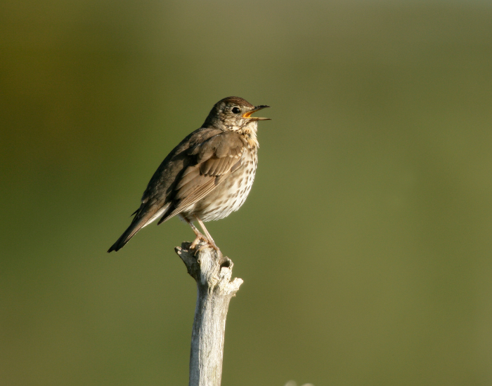Song-Thrush-Turdus-philomelos.webp Song Thrush on top of a branch