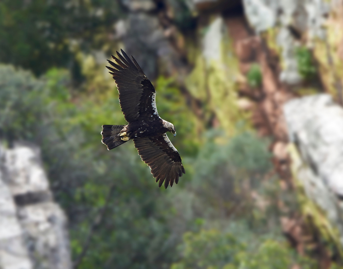 Spanish-Imperial-Eagle-Aquila-adalberti.webp Spanish Imperial Eagle flying in the wild