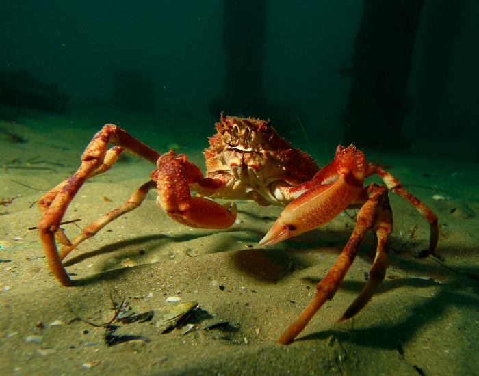 Spider-Crab.webp a spider crab walking underwater