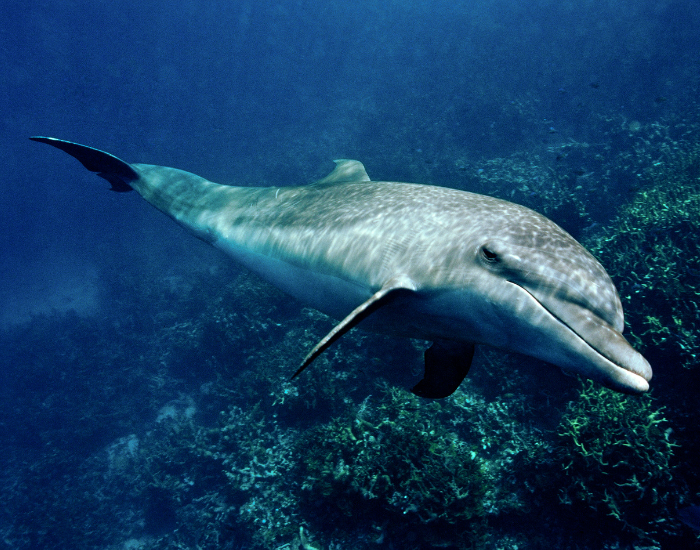 Spinner dolphin