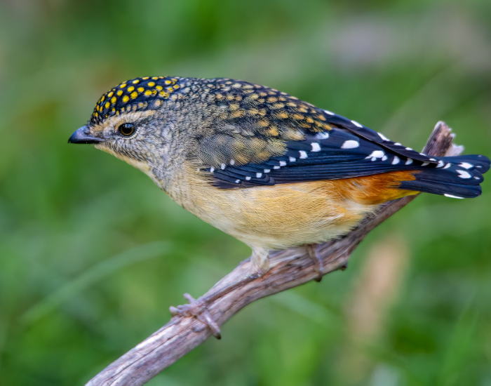 Spotted-Pardalote-Pardalotus-punctatus-tree.webp close up of a bird in the wild