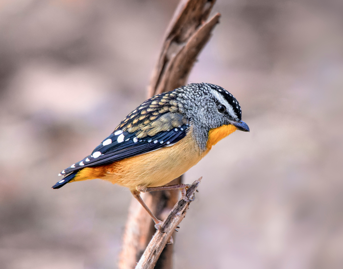 Spotted-Pardalote-Pardalotus-punctatus.webp Spotted Pardalote in its natural habitat