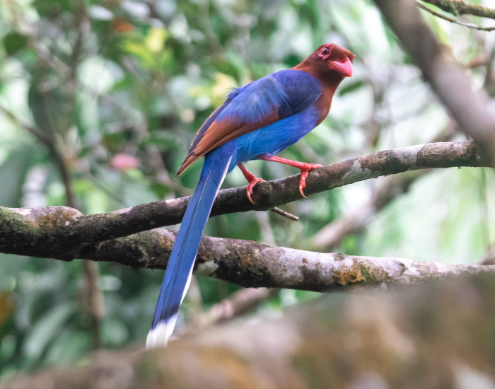 Sri-Lanka-Blue-Magpie-Urocissa-ornata.webp Sri Lanka Blue Magpie in a tree in the wild