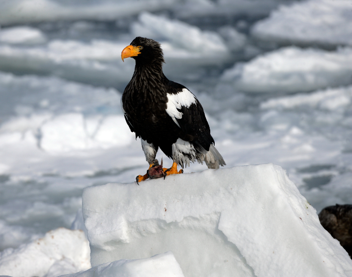 Stellers-Sea-Eagle-Haliaeetus-pelagicus.webp Steller’s Sea Eagle standing on ice