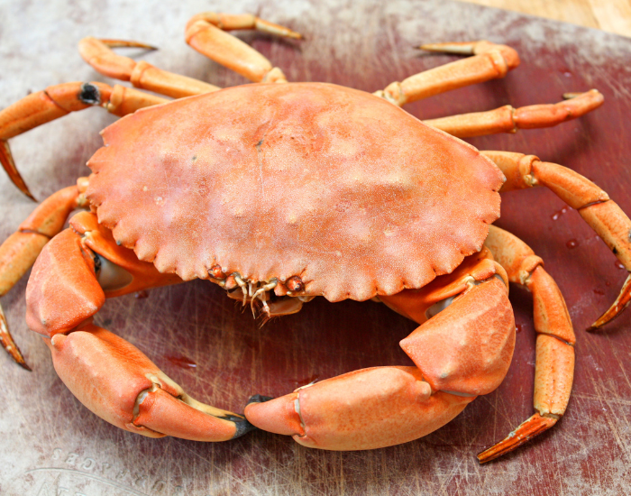 Stone-Crab-Menippe-mercenaria.webp close up of a Stone Crab