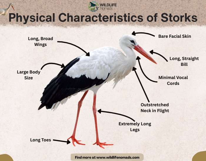 Stork-Characteristics-anatomy-by-wildlife-nomads.webp infographic showing the main Physical Characteristics of Storks