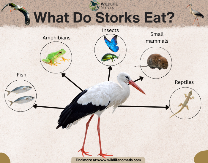 Stork-diet-by-wildlife-nomads.webp infographic showing the main food sources of storks